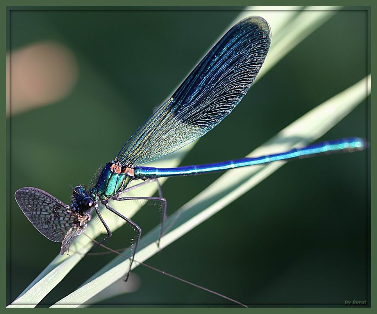 Plenilec by