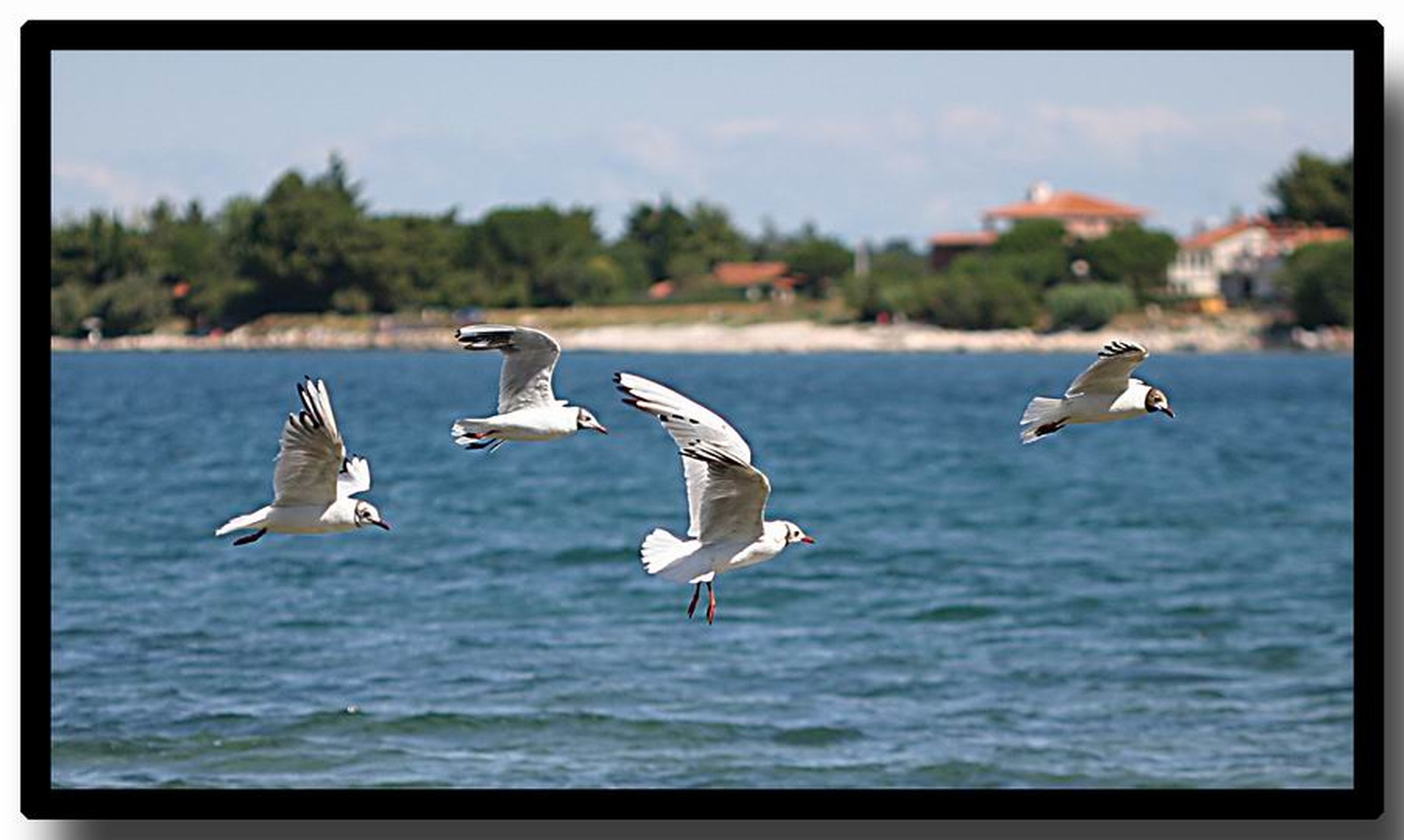 Galebji let by