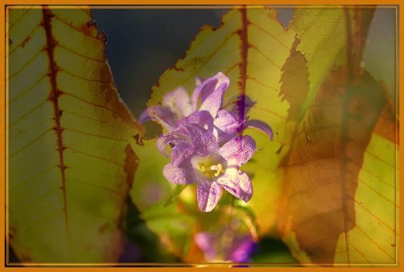 Prebujena jesen by Borut