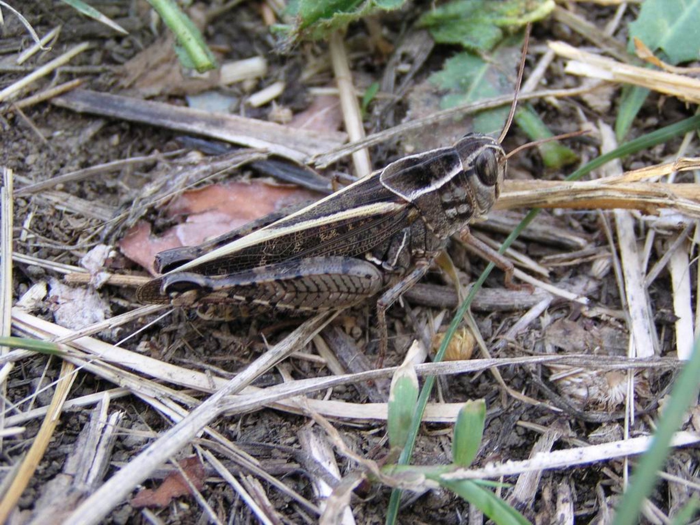 Skrita kobilica by