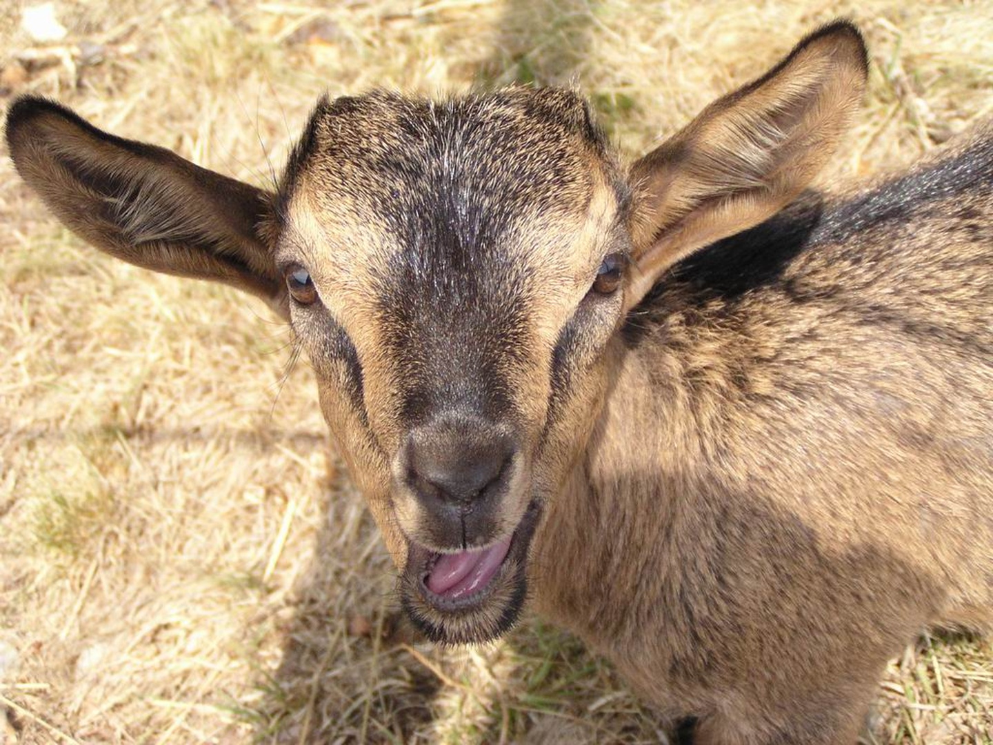 Beeeee..beee by