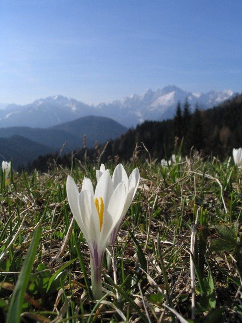 Žafran by Miha Noč