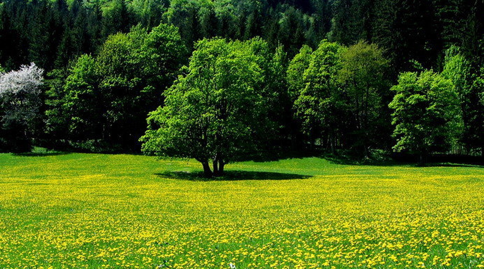 Za vasjo-na gmajni by