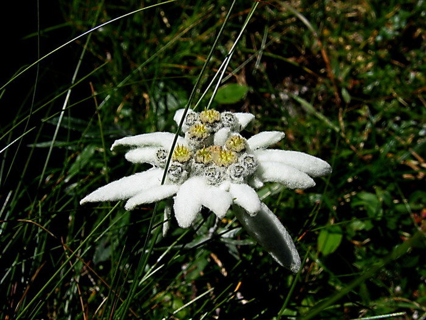 planika-očnica by