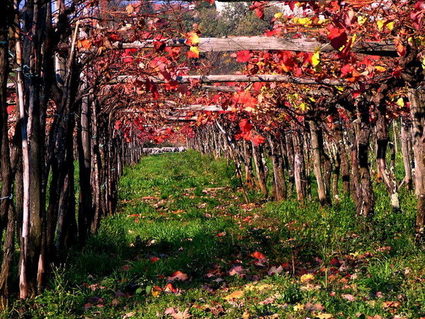 Vinograd na Krasu by