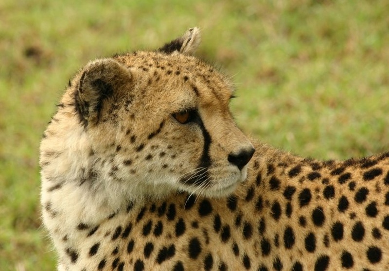 Gepard by akacin