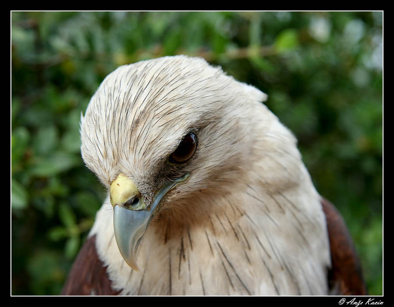Brahminy kite by