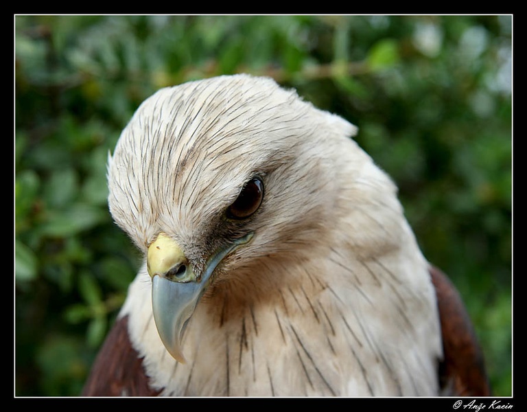 Brahminy kite by akacin