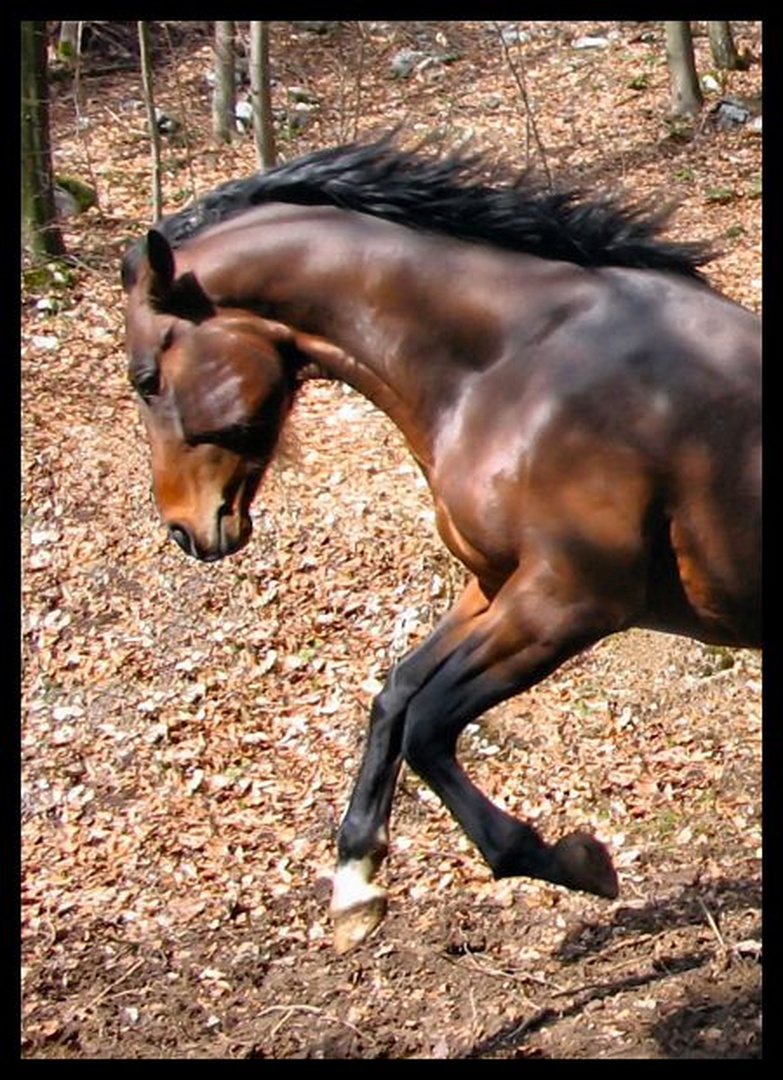 Free Spirit by