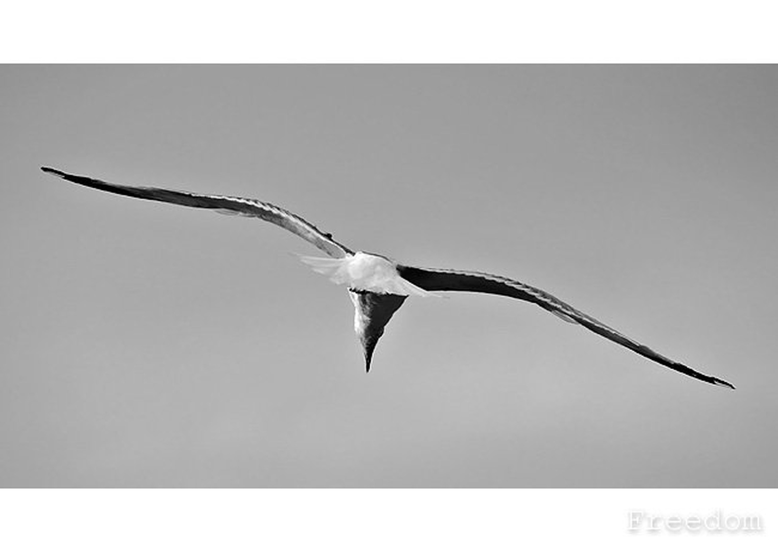 Freedom by Mirko Sorak