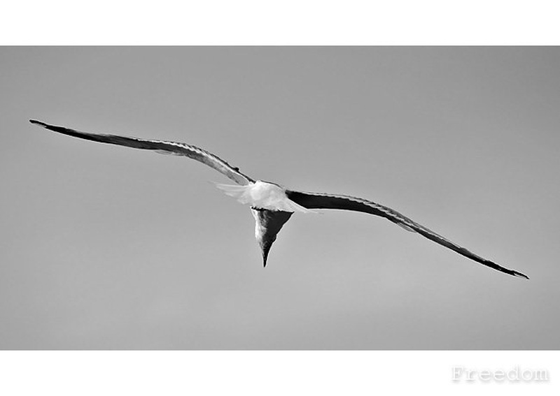 Freedom by Mirko Sorak