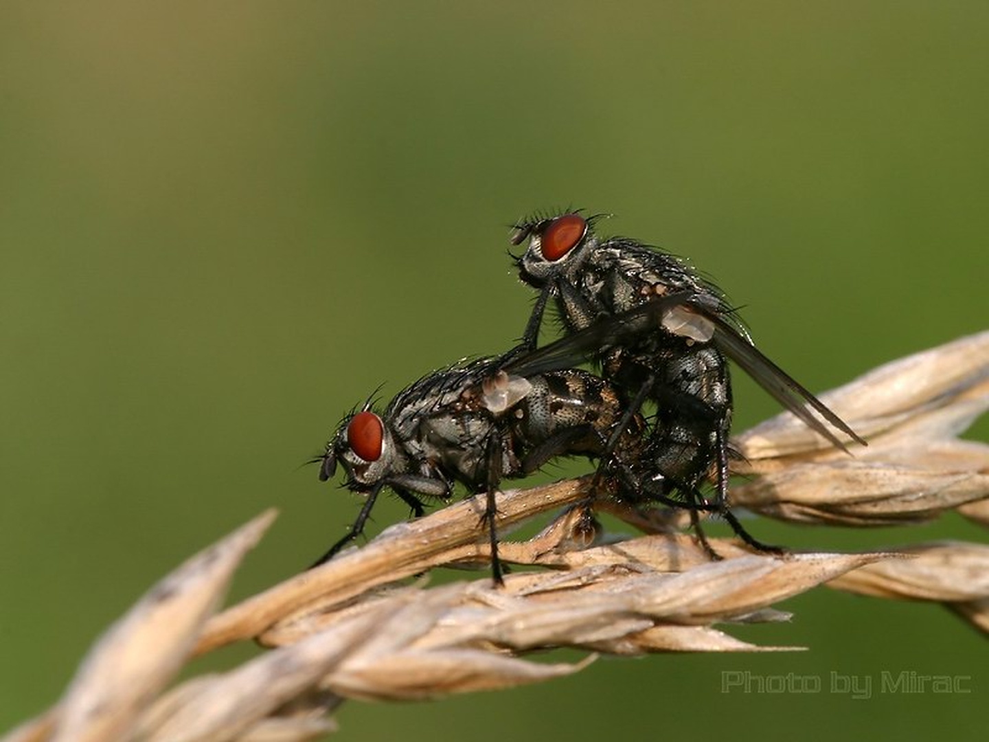 Faster baby :) by Mirko Sorak