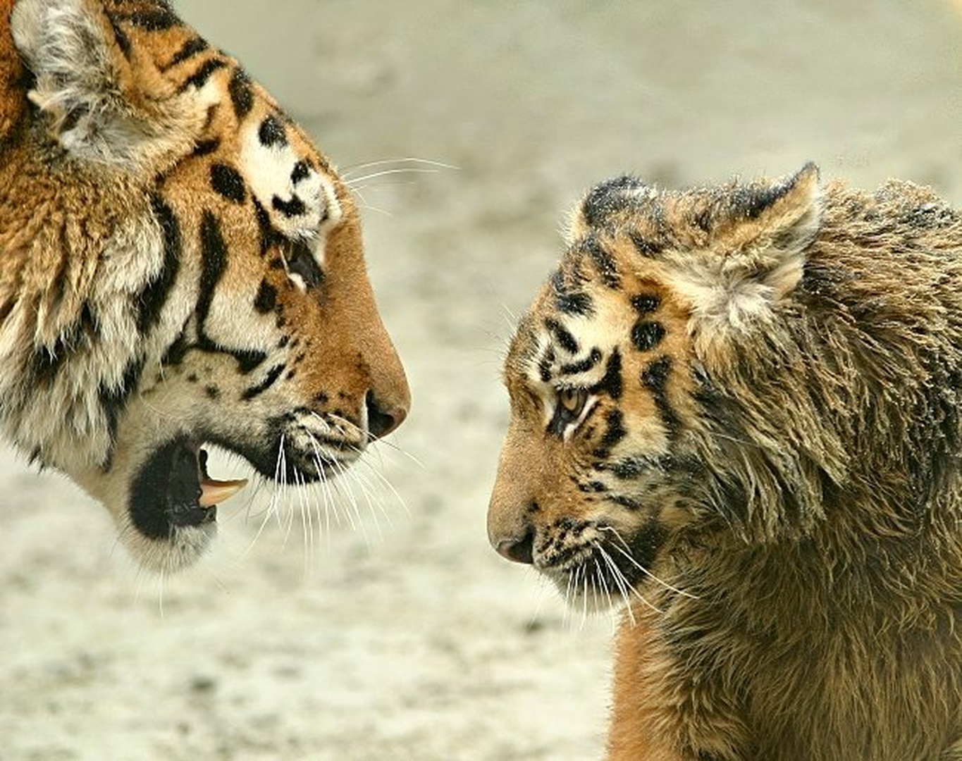 OK mama :) by Mirko Sorak