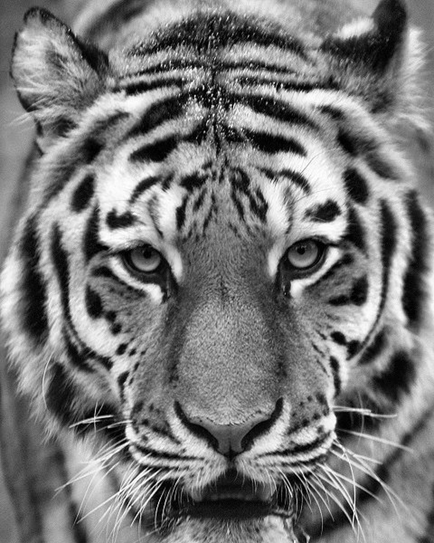 What ? by Mirko Sorak