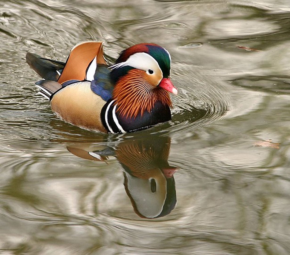 Donald by Mirko Sorak