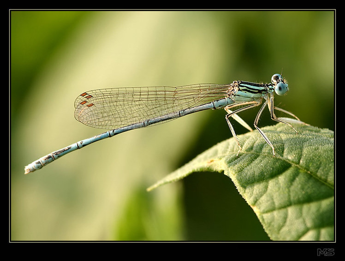 Dragonfly by Mirko Sorak