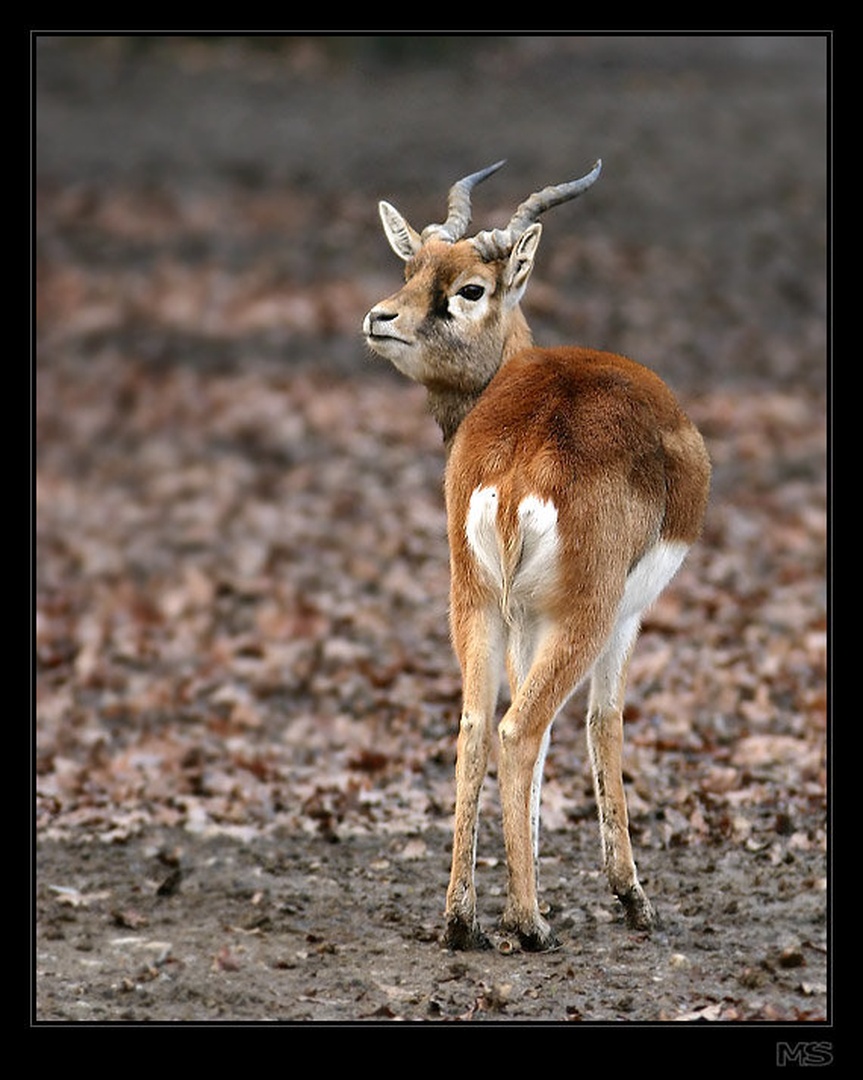 Vidim te :-) by Mirko Sorak