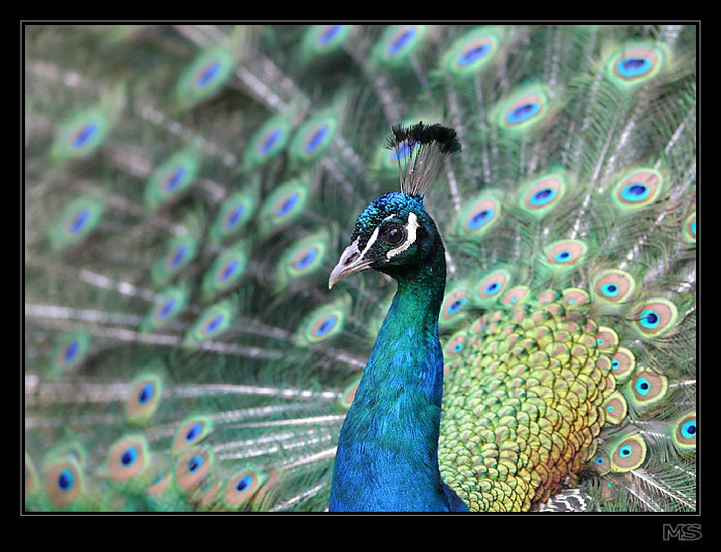 United colors by Mirko Sorak