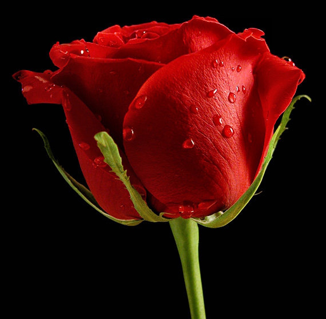 ..rose.. by Mirko Sorak
