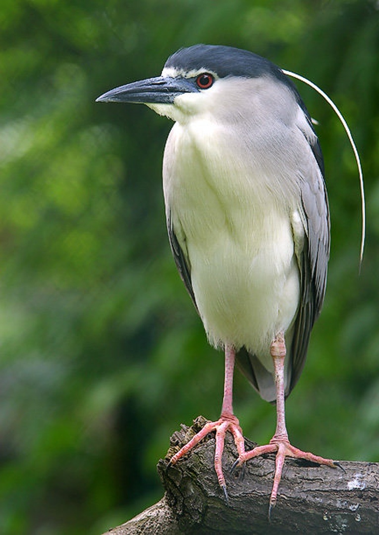 Heron.. by Mirko Sorak