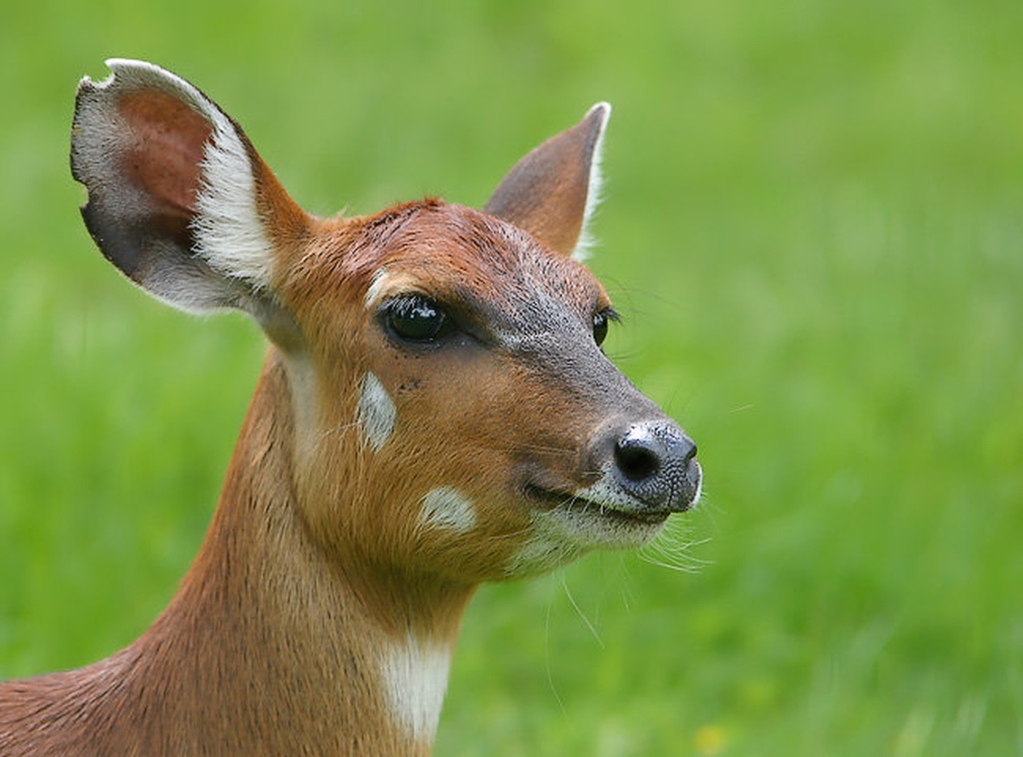 Bambi by Mirko Sorak