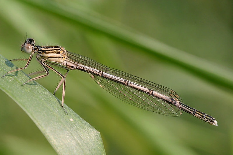 Damselfly by Mirko Sorak