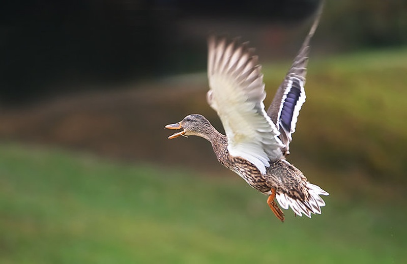 Fly by Mirko Sorak