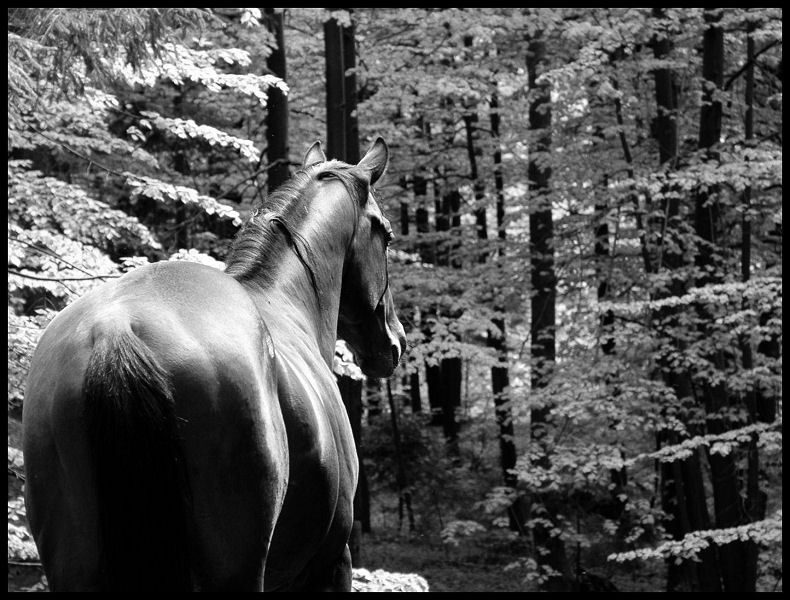 Pozoren (b&w) by PIPI