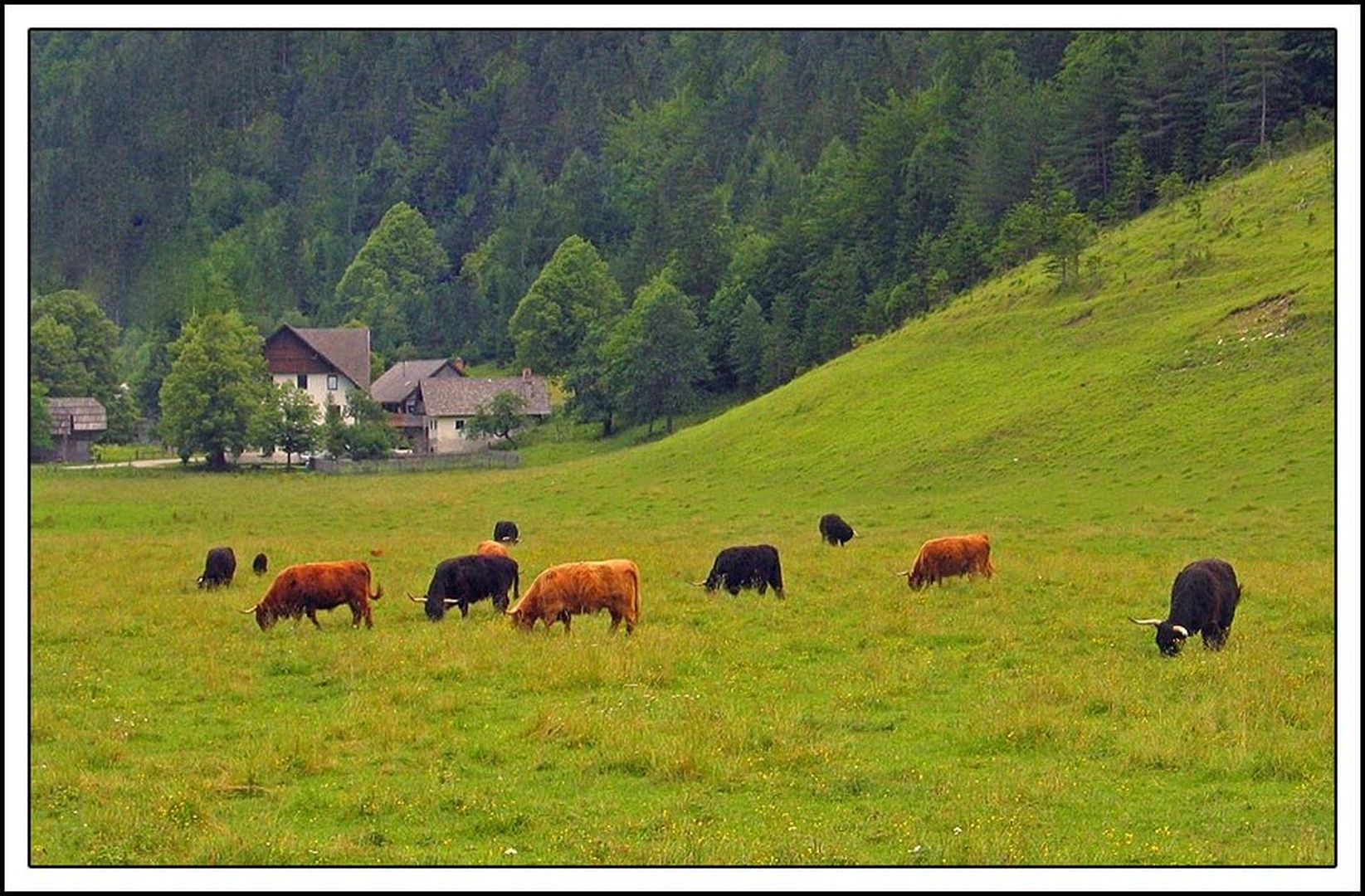 Čudne krave? by Matevž Bizjak