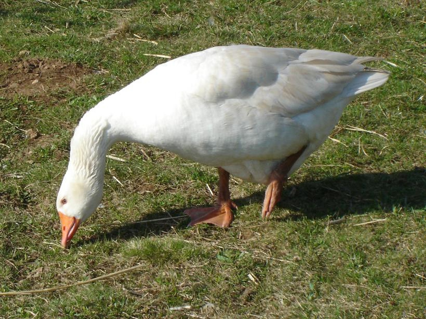 Gos  sedaj me pa le slikaj by