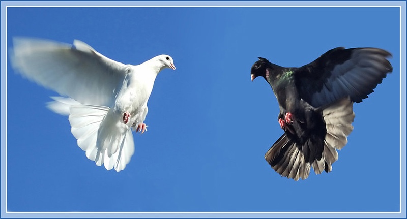Peace against war by samouk