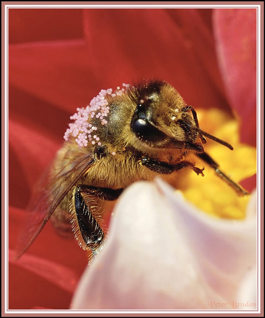Maya the bee at a full table by
