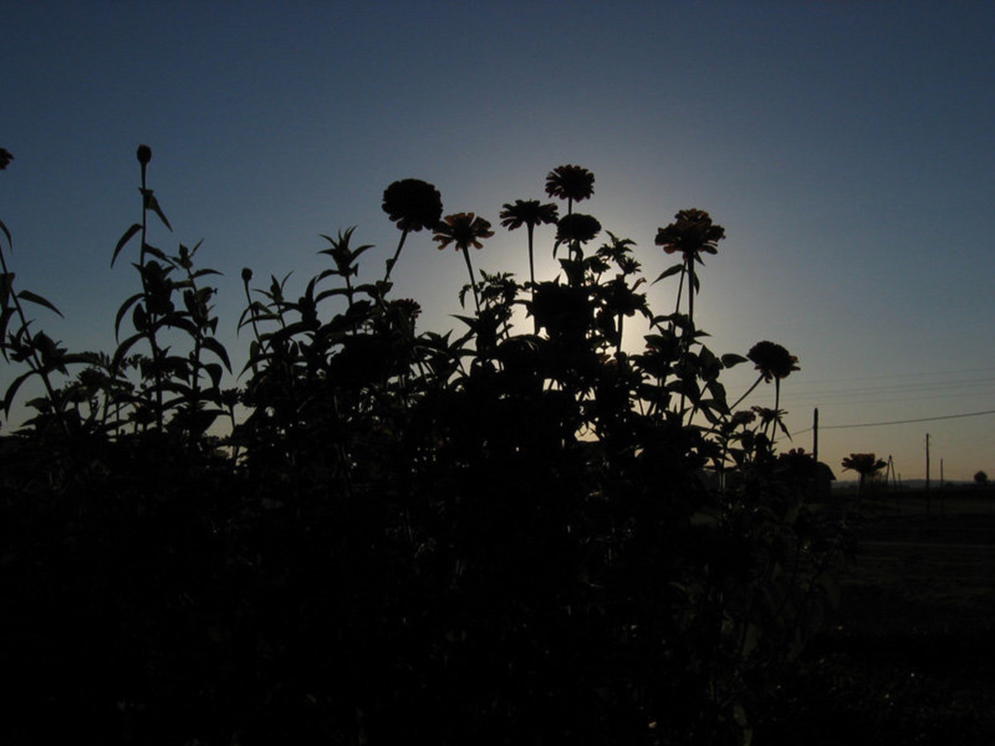 roze by