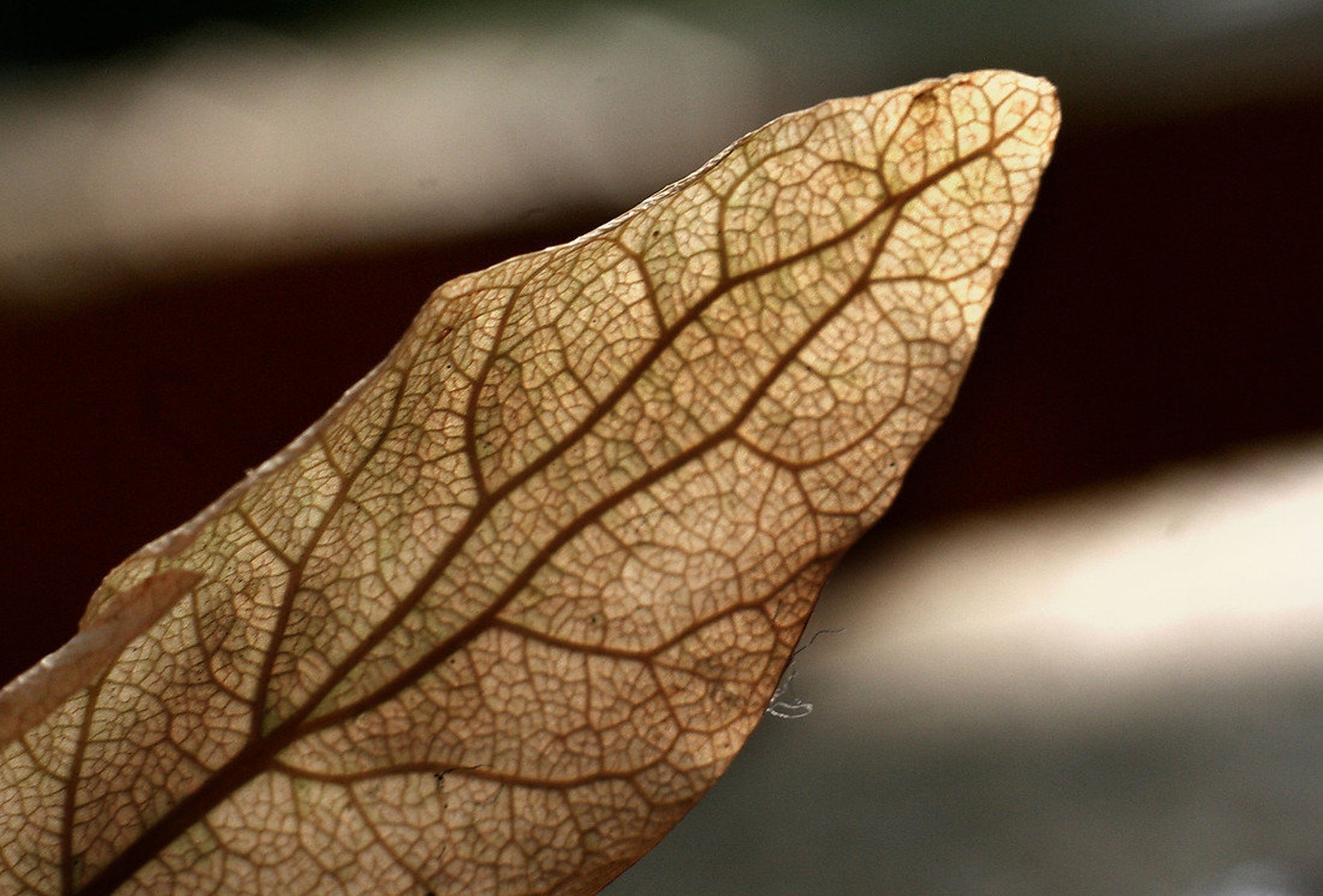 Skelet by