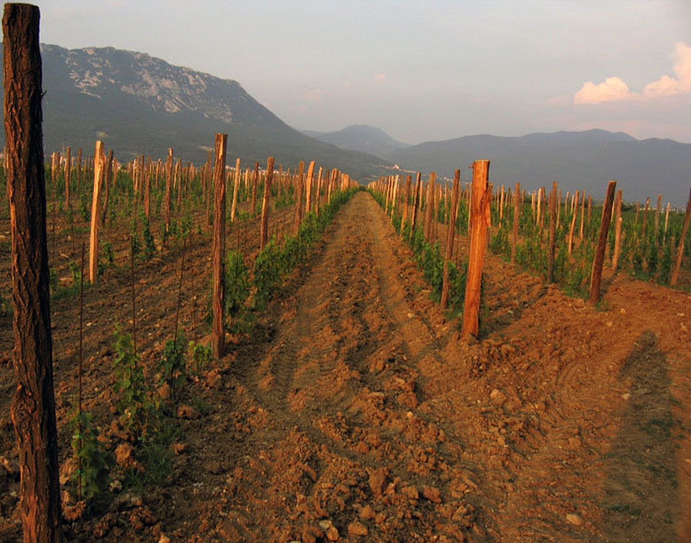 mlad vinograd by