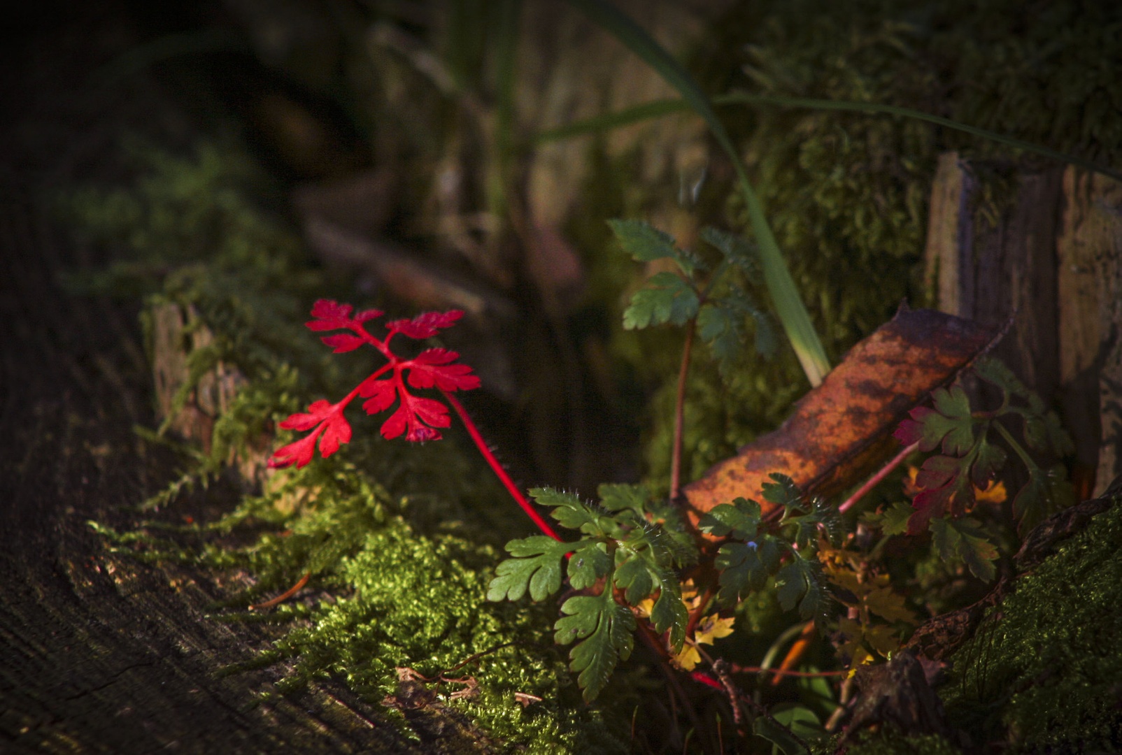 Jesenska miniatura by