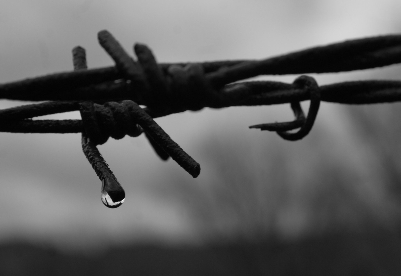 Svoboda. by