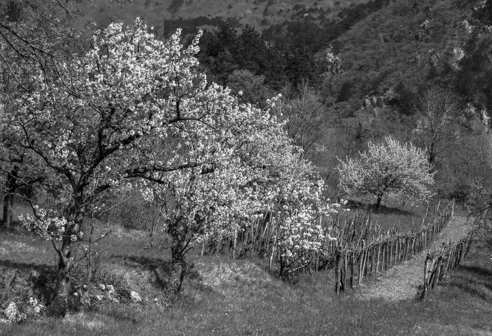 Pomlad1 by