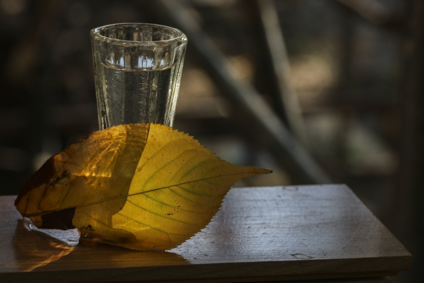 Jesensko jutro. by