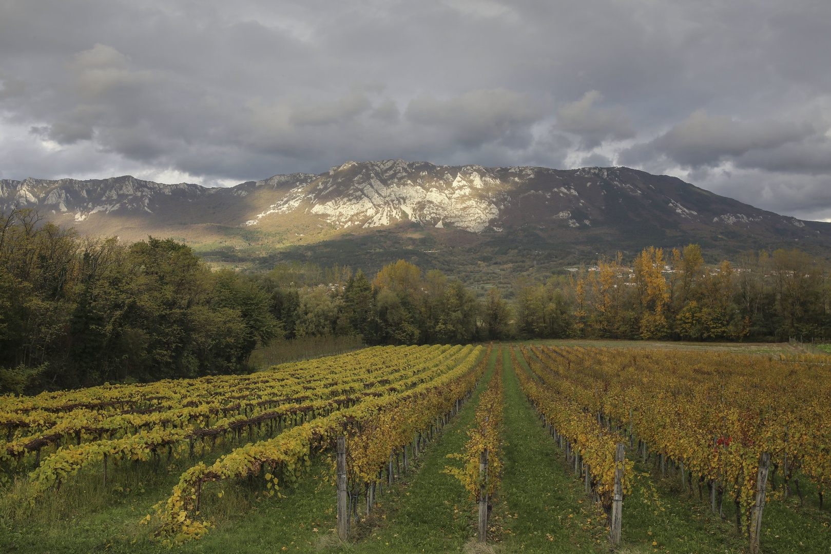 Počivajoči vinogradi by