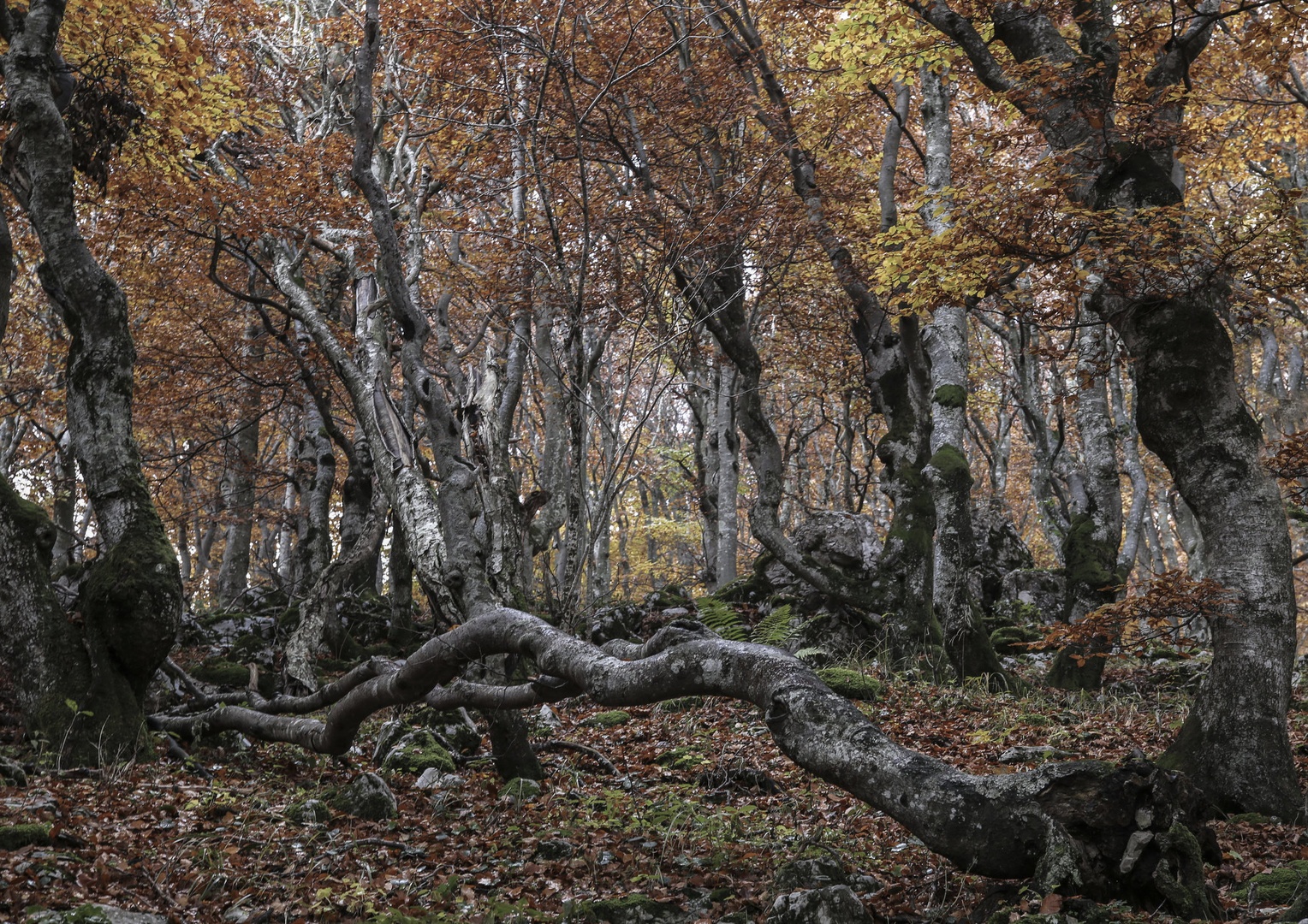 JESENSKI MIR by