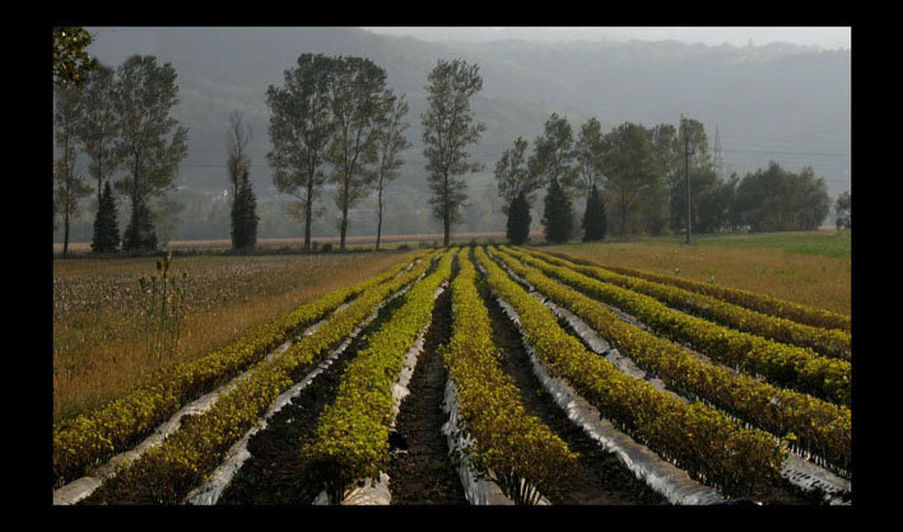 polja by