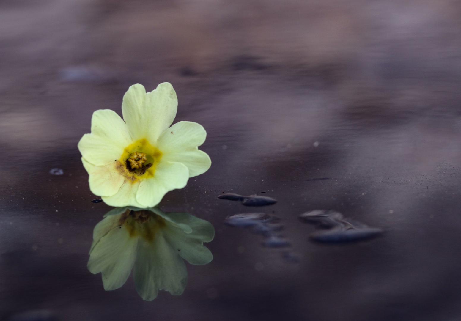 KLIC POMLADI by