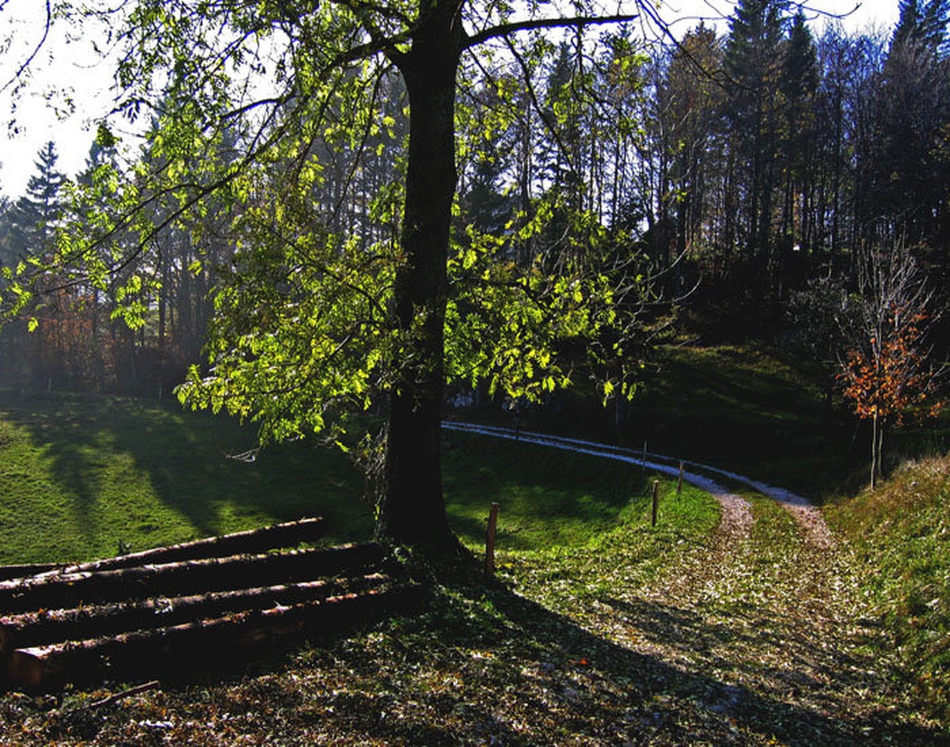 dolge sence by