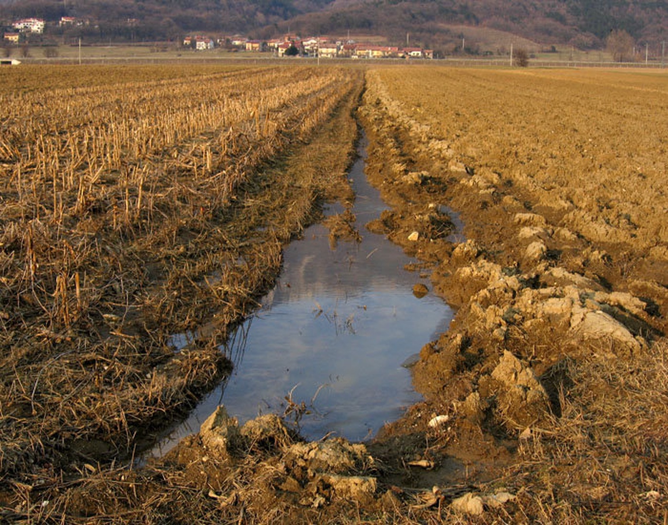 Polje, kdo bo tebe ljubil by
