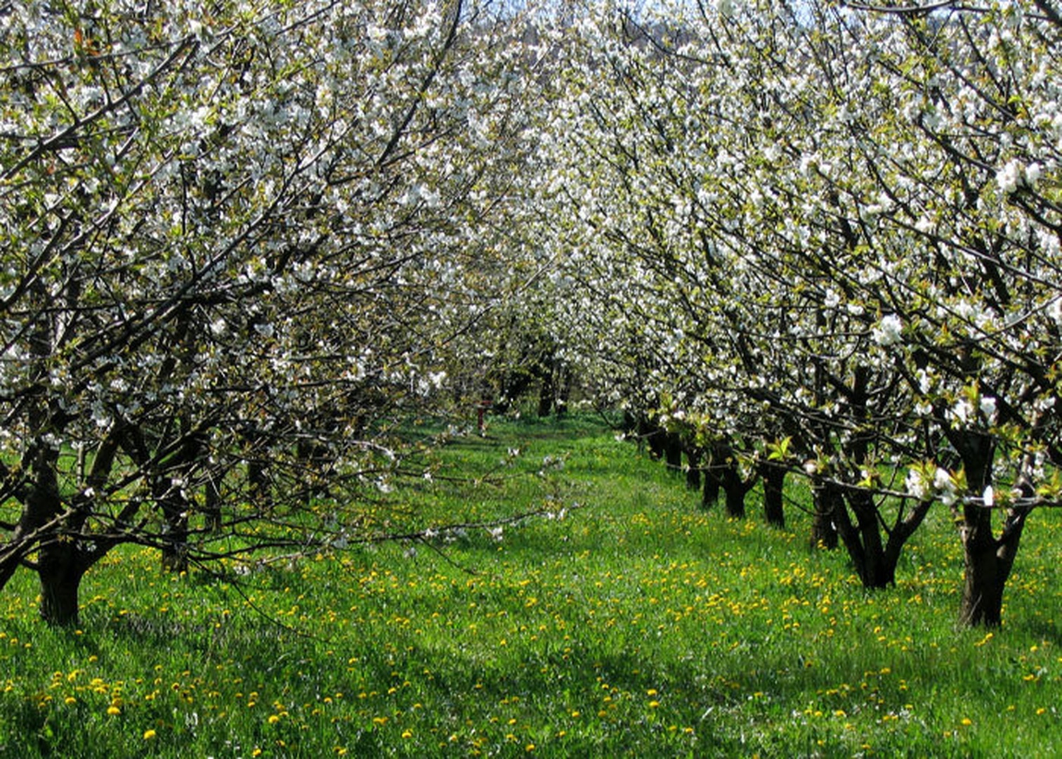 Navdušenje by