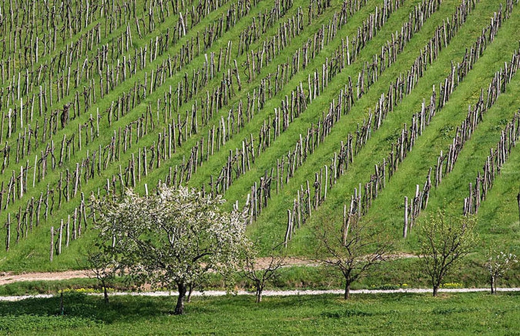 Simetrije pomladi by