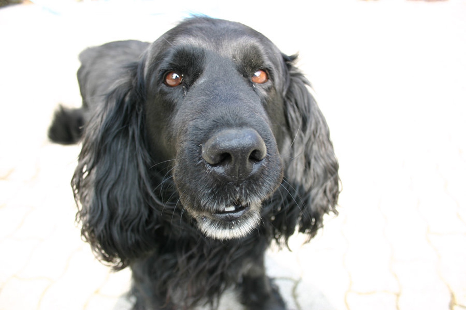 Old dog by