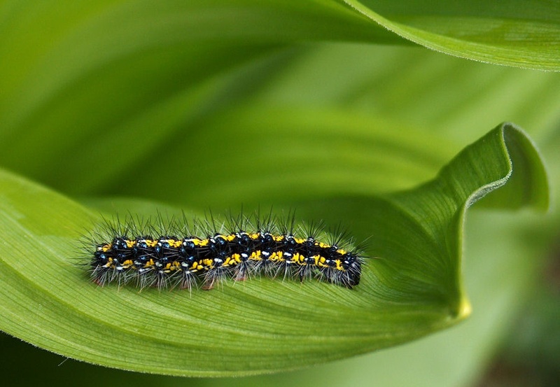 caterpillar by daks