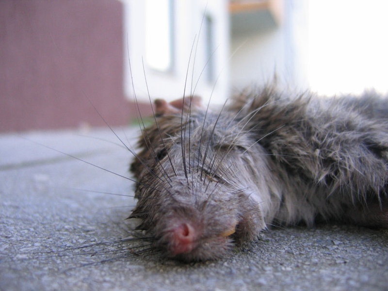 dead rat by daks